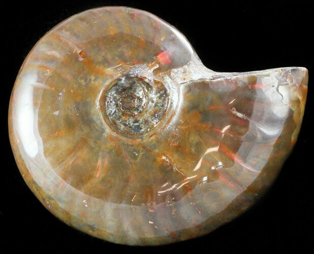 Flashy Red Iridescent Ammonite - Wide #45780